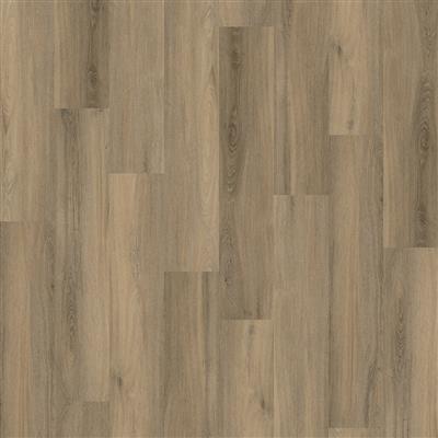 Paddington dryback smoky